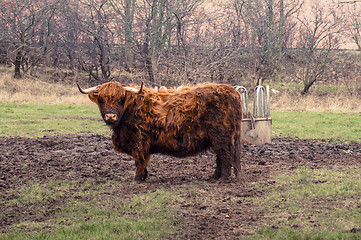 Image showing Scottish highland cow at a farm