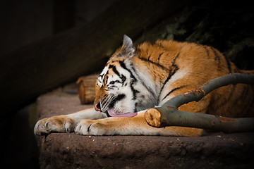 Image showing Tiger licking the paws on a rock