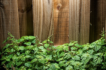 Image showing large green patchouli plant against wood fence