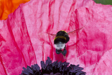 Image showing bumble bee onpink poppy