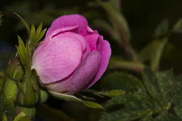 Image showing wild rose