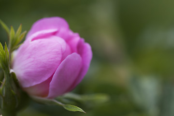 Image showing wild rose