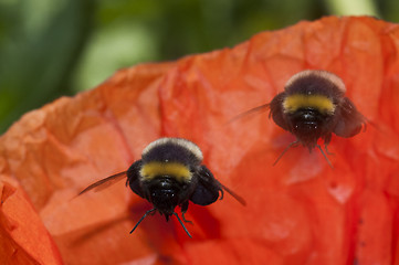 Image showing bumble bees