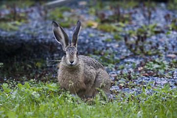 Image showing european hare