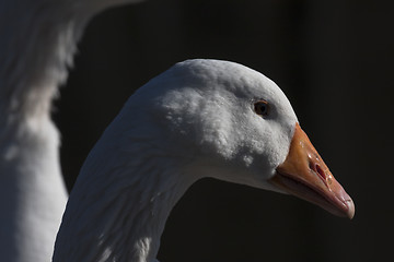 Image showing white goose