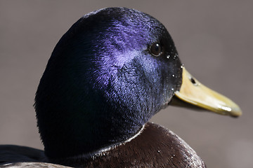 Image showing male mallard