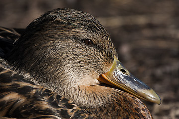 Image showing mrs mallard