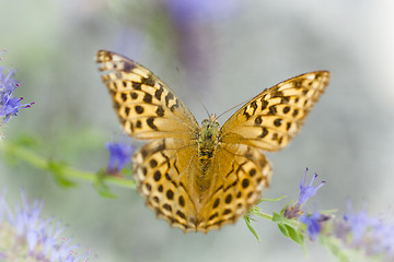 Image showing heliconian butterfly