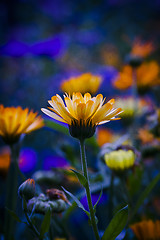 Image showing pot marigold