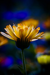 Image showing pot marigold