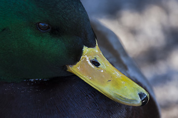 Image showing duck beak