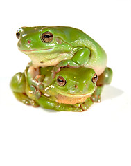 Image showing two frogs