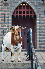 Image showing guard goat