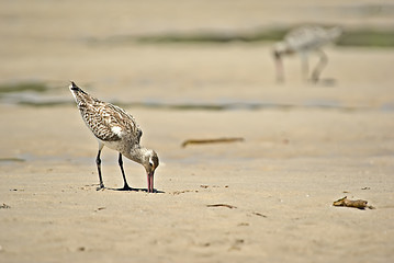 Image showing sand piper