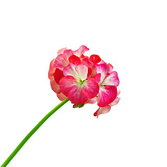 Image showing Geranium red and white