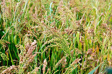 Image showing Millet unripe ears in the field