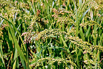 Image showing Millet stalks green of field