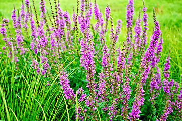 Image showing Lythrum salicaria pink