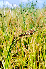 Image showing Millet ears of ripening