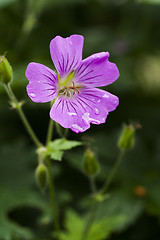 Image showing wood cranesbill after rain