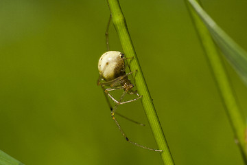 Image showing spider