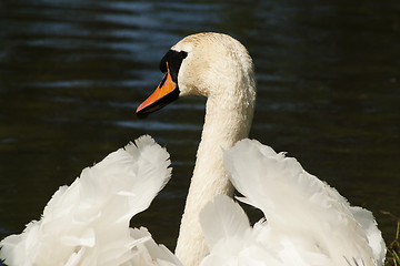 Image showing mute swan