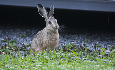 Image showing brown hare