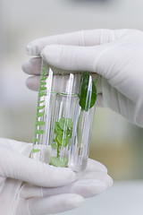 Image showing Hand in glove holding a test tube with plant