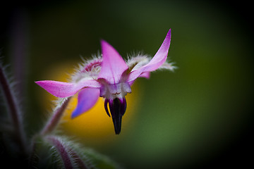 Image showing starflower