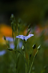 Image showing common flax