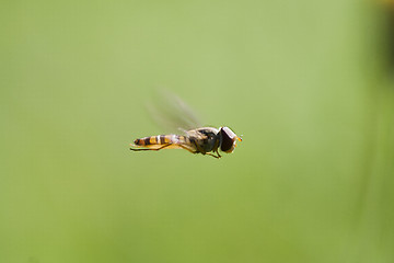 Image showing flying hover fly