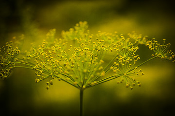 Image showing dill crowns