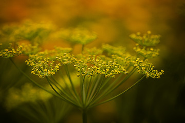 Image showing dill crowns