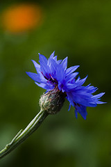 Image showing cornflower