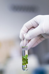 Image showing Hand in glove holding a test tube with plant