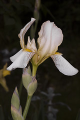 Image showing iris