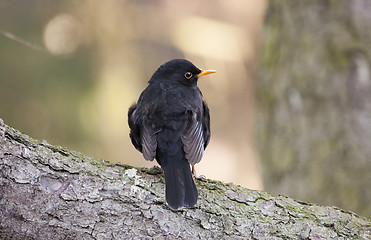 Image showing blackbird