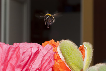 Image showing hovering bumble bee 