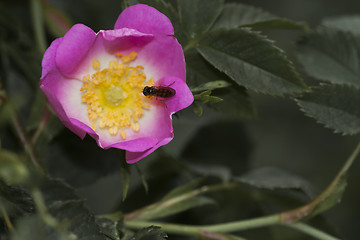 Image showing pink rose