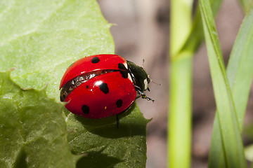 Image showing ladybird