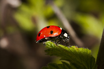 Image showing ladybug