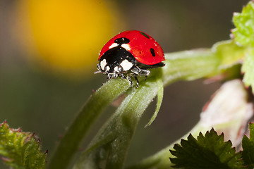 Image showing ladybird