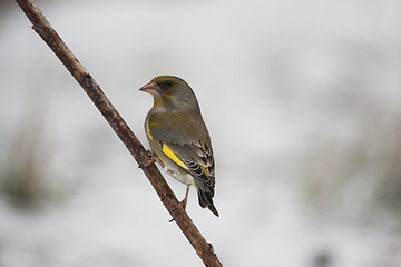 Image showing greenfinch