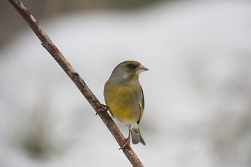 Image showing greenfinch
