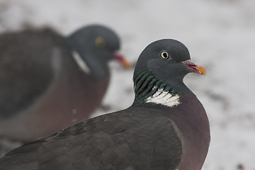 Image showing pigeons