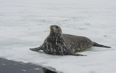 Image showing Weddell Seal laying on the ice