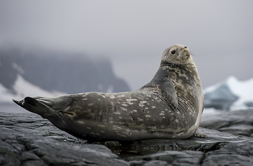 Image showing Weddell Seal laying on the rock