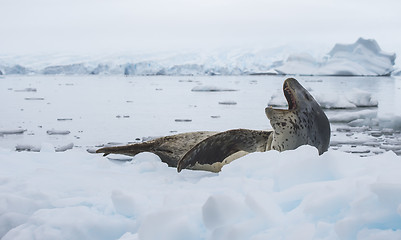 Image showing Leopard Seal on Ice Floe