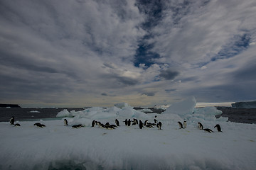 Image showing Adelie Penguin on an Iceberg