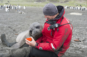 Image showing Baby Elephant Seals 